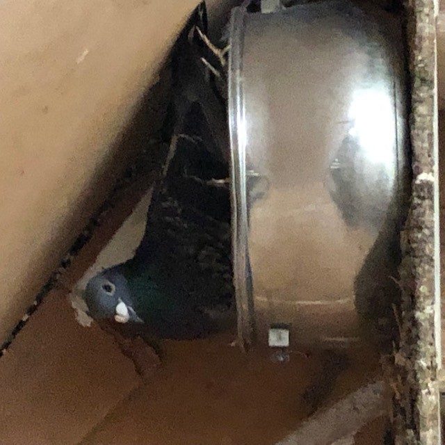 A reused nest pan