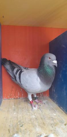 turner bird 12 06 23