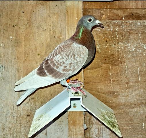 Single Bird Moran 18 07 23z