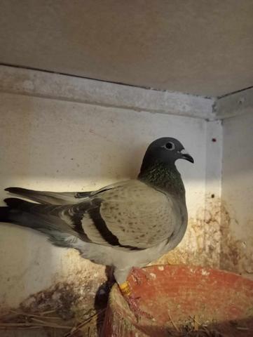 beattie 1st bird 18 07 23z