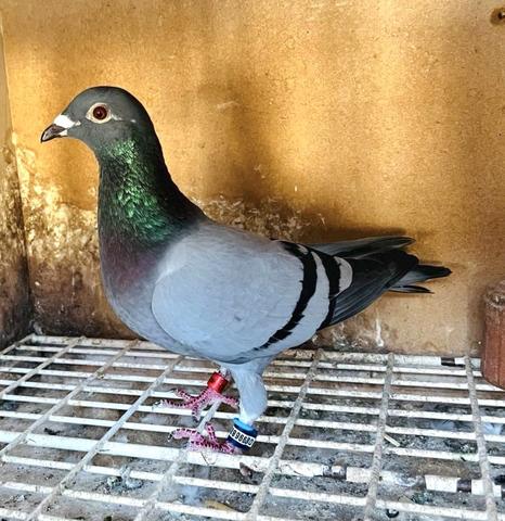 dunne bird 03 07 23