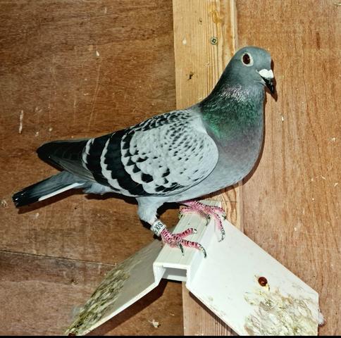 moran 6th bird 18 07 23z