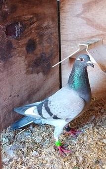 buckley bird new 27 09 23z