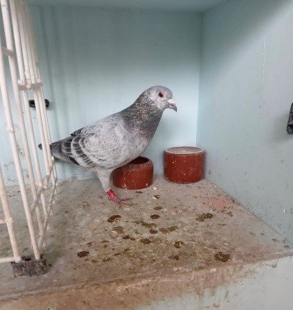 Alan OHara Pitbull grizzle cock 23 10 23a