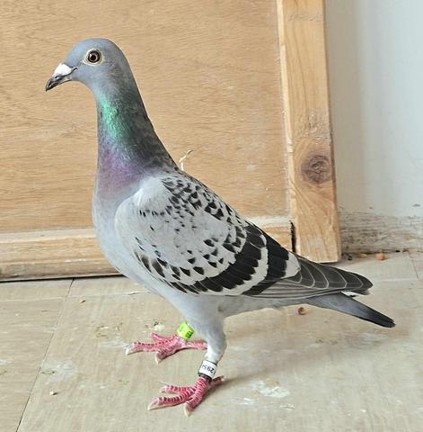 markey bird 09 10 23