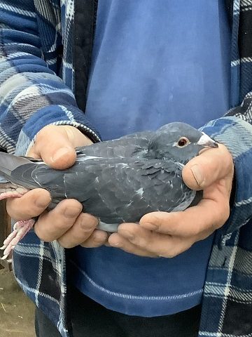 the open winning bird