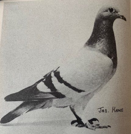 Dale Princess 1st Scottish Central Combine Sartilly 1982 2928 birds Raced by McCracken Brothers Armadale