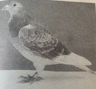 Loan Frill Lady 1st open SNFC Nantes 1982 509 miles 1536 birds raced by Jim Sanderson Pathhead