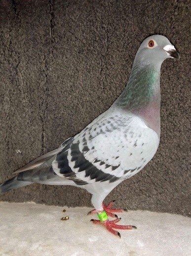 Twice 1st Fed Wetherby YB For the Mr and Mrs Ashenden bred Gaynors gift Frans Zwol hen