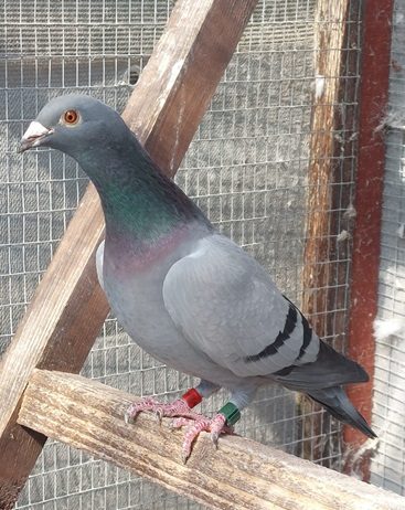 allistair Bird 24 04 24x