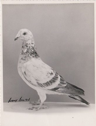 Grizzle Hen bred by R Clark see text for detailsjpg