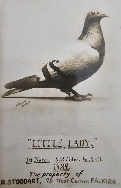 Little Lady 28 05 24x