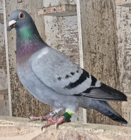 Robert Donegan Ayrshire Fed Winner 21 05 24x