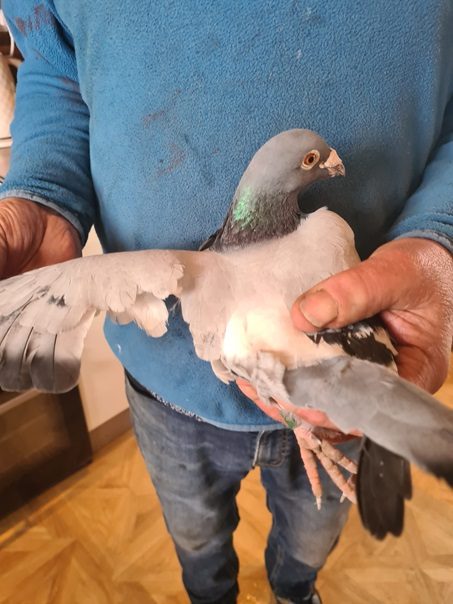Season just started and this bird returns like this. Season Over 21 05 24x