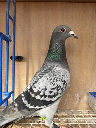 boothman bird 27 06 24b
