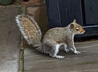 squirrel