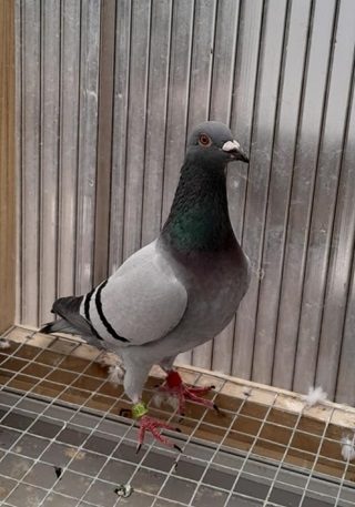 Doyle bird 31 07 24a