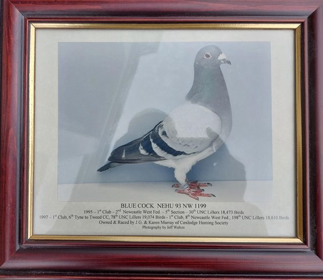 John Murrays Blue Cock see text 29 07 24a