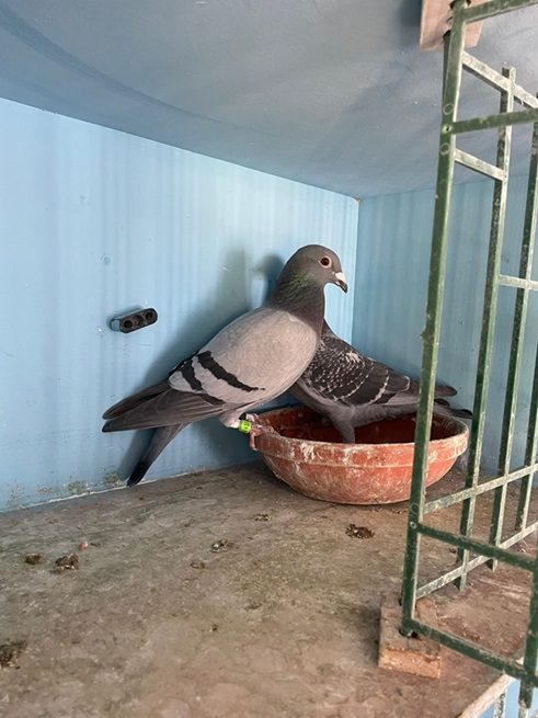 McNeilly bird 08 07 24a