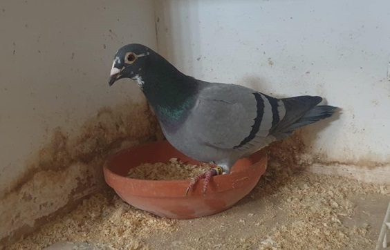 mccartanwoodside bird 2nd single bird 31 07 24a
