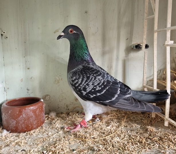 monaghan bird 31 07 24a