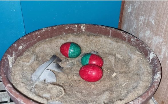 the different coloured eggs Bentley Cuthbert use 29 07 24b