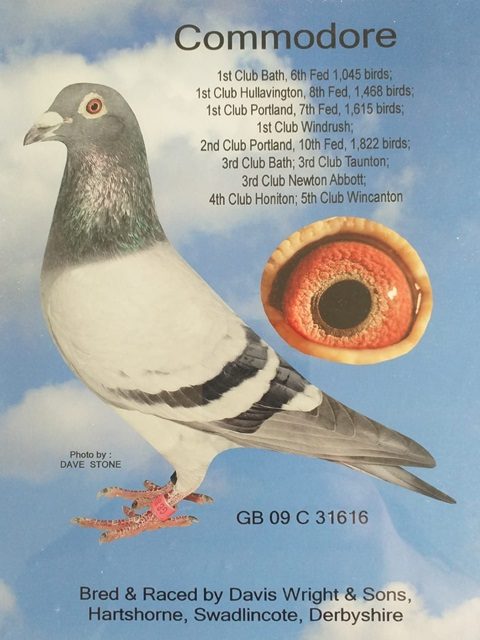 Commodore 31616 02 08 24f
