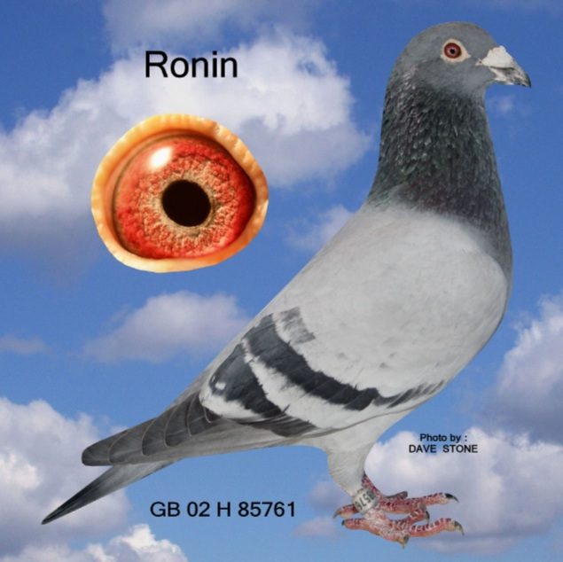 Ronin Sire of 31616 02 08 24f