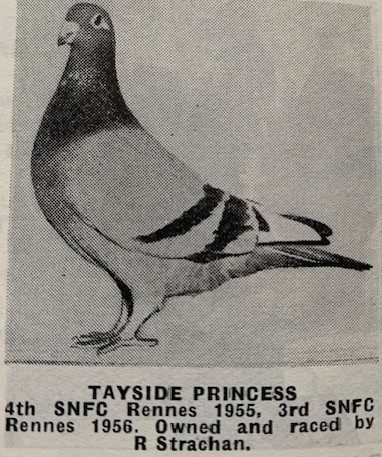 Tayside Princess see text 12 08 24a