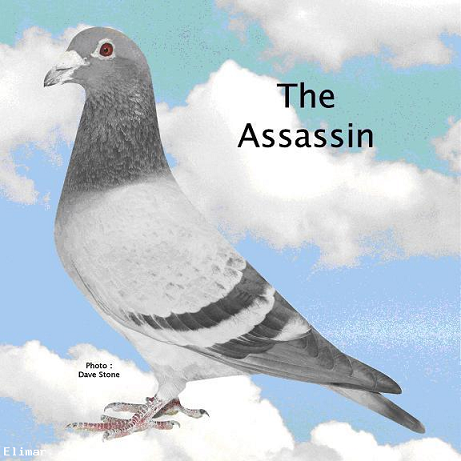 The Assassin 02 08 24f