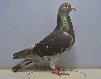 donaldson bird 15 08 24a