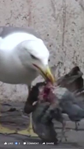 seagul a 02 08 24c