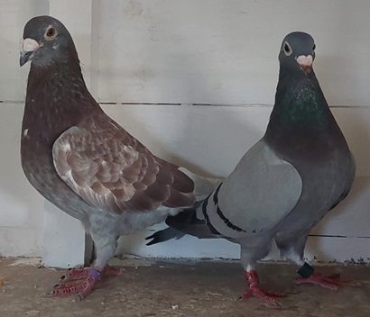 Murphy Cock with Margarets Delight 23 09 24x