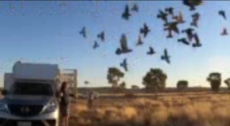 This is the release of the Alice Springs liberation 16 09 24b