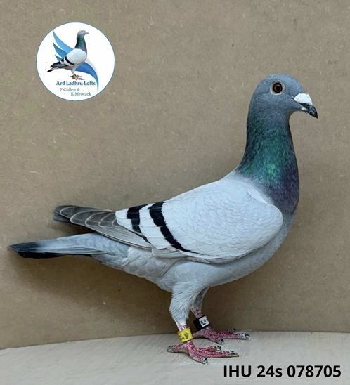 cullen bird 1 07 10 24a