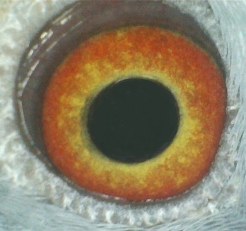Blue Hen Eye 16 12 24b