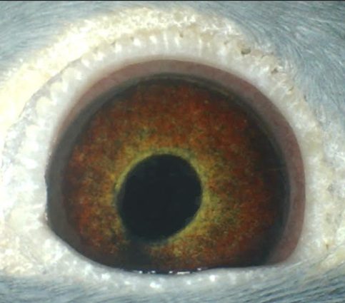 Cheq Pied Eye 16 12 24b