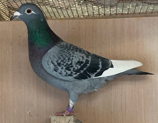 Chequer Pied Hen 16 12 24b