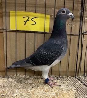 Best Old Hen for Tom Corrie Son Gson 07 01 25b