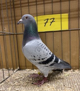 Best young hen and best BOS for T Corrie Son Gson 07 01 25b