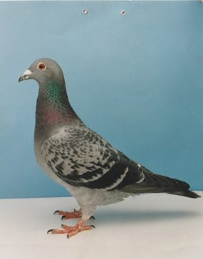 Mystical Rose 1st open SNFC Sartilly 15 01 25a