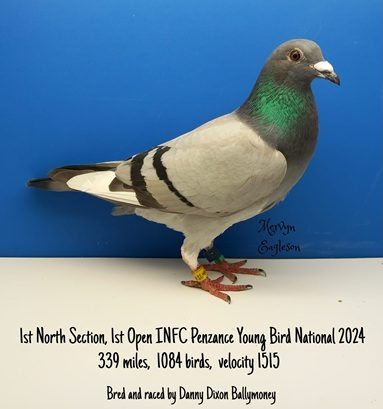 Dixon Bird 18 03 25a