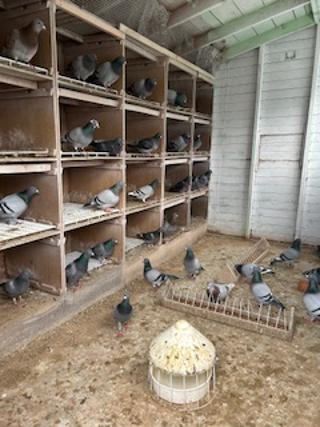 Inside widowhood cocks section 25 03 25A