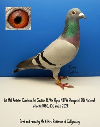 Robinson Bird 18 03 25a