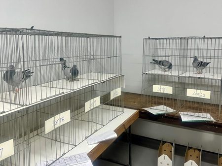 Some of the birds up for auction 18 03 25b