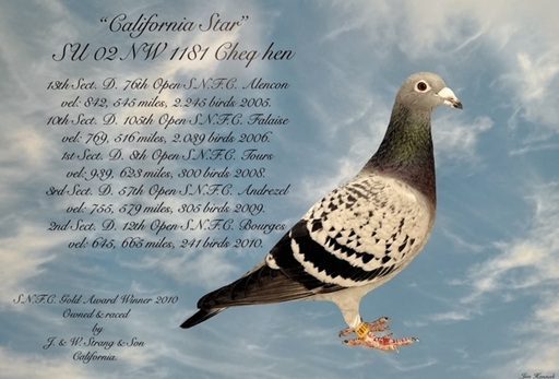 California Star see text 16 04 25a