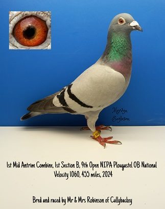 Robinson Bird 09 04 25a