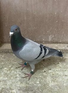 IMG 0865 13 05 25a