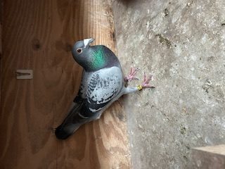 IMG 0877 13 05 25a
