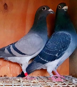 Pay Pal with his hen. See Text 02 06 25b